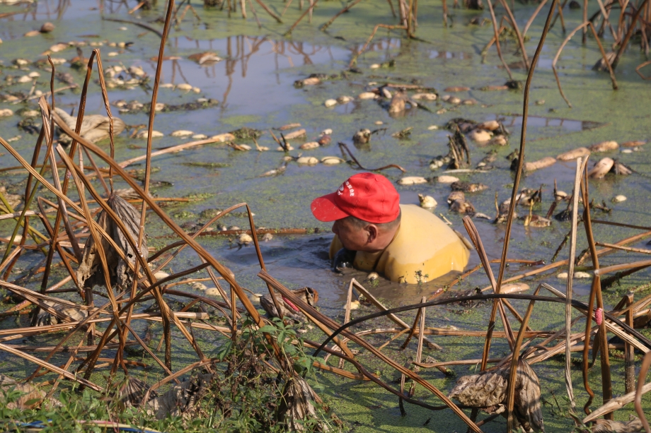 图为挖偶工人挖偶.jpg 图为挖偶工人挖偶.jpg